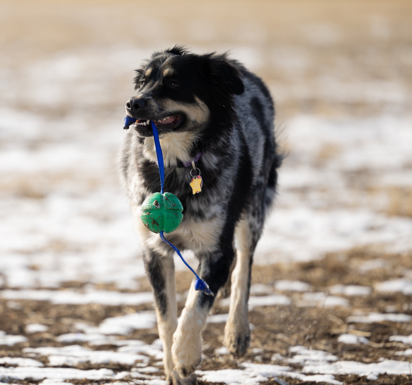 Dog Tug Toy