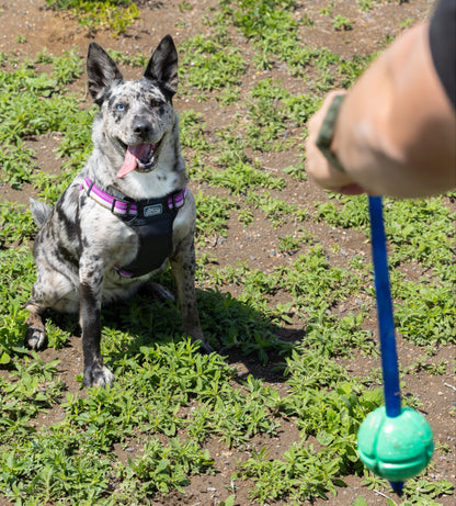Dog Tug Toy